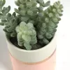 Flower Искусственное растение Sedum lucidum в розовом керамическом горшке 089921 - 3