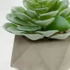 Flower Искусственное растение Echeveria glauca в цементном горшке 072457 - 12