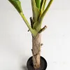Flower Искусственное банановое дерево 160см 081750 - 4