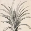 Интерьерный постер “Pineapple” PP230225 - 3