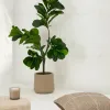 Flower Искусственное растение листовой скрипки 145см 081742 - 2