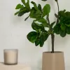 Flower Искусственное растение листовой скрипки 145см 081742 - 3