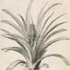 Интерьерный постер Pineapple PP230225 - 2