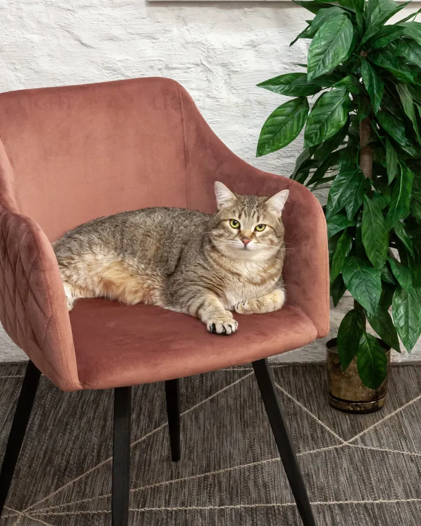 Стул Ника вращающийся велюр пыльно-розовый УТ000031328