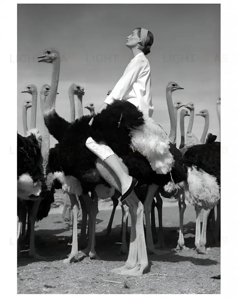 Квадратный постер "Wenda &amp; Ostriches" DZ24042209/1