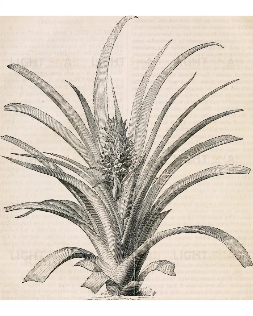 Интерьерный постер “Pineapple” PP230225