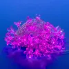 Светодиодная гирлянда (07933) Uniel Сакура 220V розовый ULD-S0700-050/DTA PINK IP20 PINK SAKURA ULD-S0700-050/DTA PINK IP20 PINK SAKURA - 1