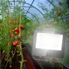 Фитопрожектор для растений ЭРА FITO-50W-Ra90-LED Б0047875 Б0047875 - 5