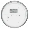 Потолочный светильник Эра Relict 22 SPB-6-20 4К WH Б0059507 Б0059507 - 3