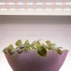 Светодиодная лента Эра FITO-Strip Light-Rа90-3m Б0059881 Б0059881 - 13