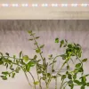 Светодиодная лента Эра FITO-Strip Light-Rа90-3m Б0059881 Б0059881 - 14