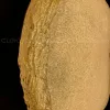 Настенно-потолочный светильник Cloyd Nectar 11323 11323 - 4