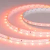 Светодиодная лента Arlight RT-A60-8mm 24V Carrot (4.8 W/m, IP20, 5m) 055375 055375 - 2